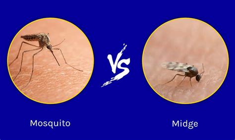 From Blood Suckers to Buzzers: Midges vs Mosquitoes